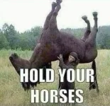hold-your-horses.webp