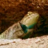 ostre