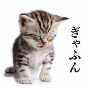 IMG_4801.webp