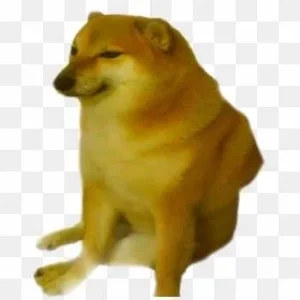doge.webp